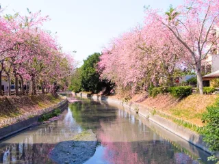 整條河岸綠地還種植鐵刀木、台灣欒樹、阿勃勒等喬灌木，與沿途菜園、田園景觀交織成如畫美景。