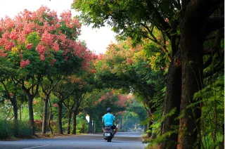 台灣欒樹綠色隧道
