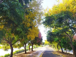 台灣欒樹綠色隧道