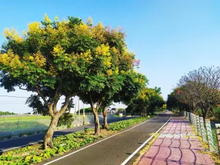 台灣欒樹綠色隧道
