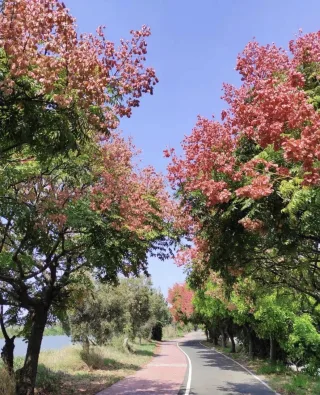 台灣欒樹綠色隧道