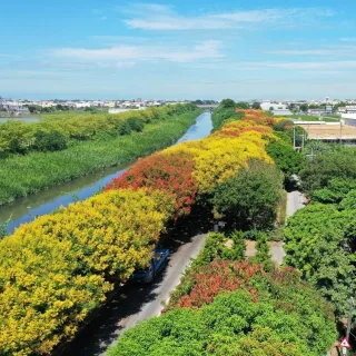 台灣欒樹綠色隧道