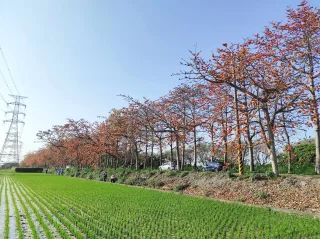 埤頭木棉花道位在舊溪路二段，屬於一般道路，國道一號下北斗交流道，往北斗方向左轉直走，經高速公路下的涵洞，沒多久就可看到路邊有通往木棉道的標示，前一小段只在河岸單側栽植，春天時對岸的苦煉花也開滿淡紫花海，是另種迷離的浪漫感受，和木棉花的明亮、鮮豔形成對比，再往裡走，道路兩側都栽植著木棉花，交織成橘紅的隧道。