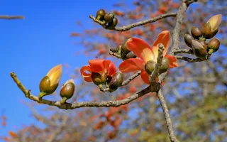 木棉花開得紅艷但又不媚俗，花不褪色、不萎靡，又碩大，人們稱之「英雄花」而惺惺相惜，遊客們常撿拾地面的木棉花，排成各種圖案拍照，且往往在一陣春雨過後，花朵紛紛被打落，鋪天蓋地盡是紅通通，置身這無窮橘紅花朵包圍的天地，又是另種不同凡響的震撼式體驗，也是多人等候抓準快門，拍出絕美畫面的時機。