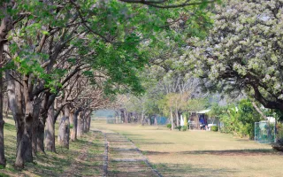 彰化苦練花季
