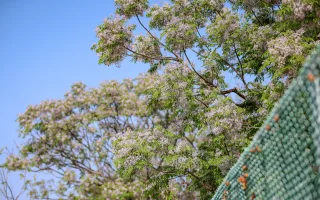 彰化苦練花季
