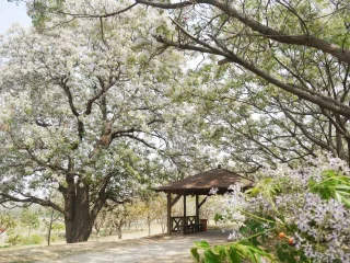 彰化苦練花季
