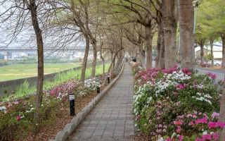 社頭杜鵑花大道