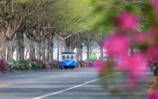社頭杜鵑花大道