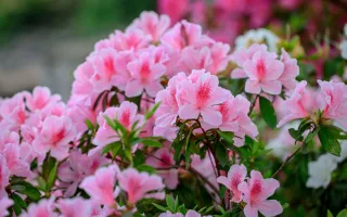 社頭杜鵑花大道