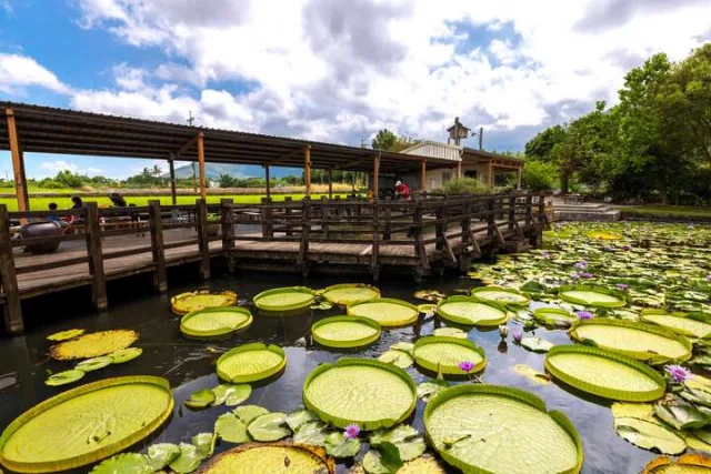 蓮城蓮花園
