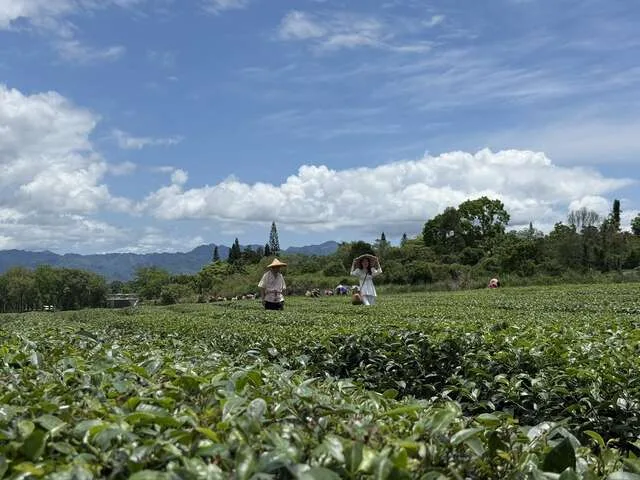 舞鶴觀光茶園