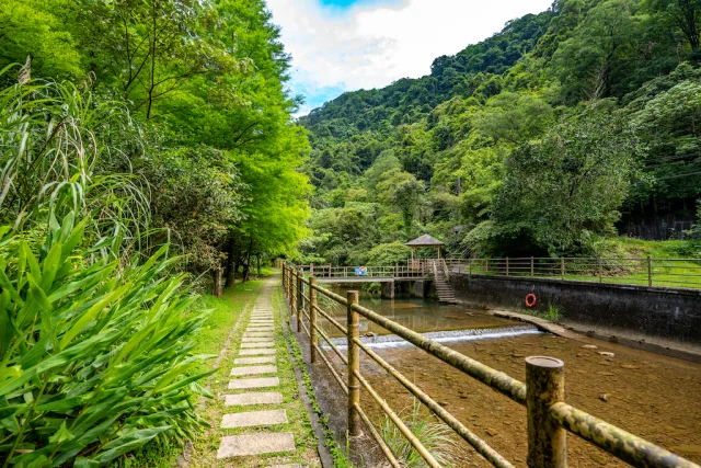 瑪西賞桐步道近景