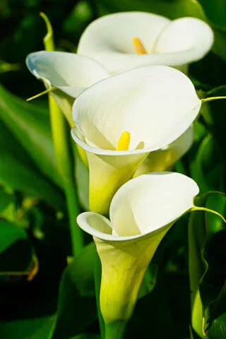 竹子湖海芋季