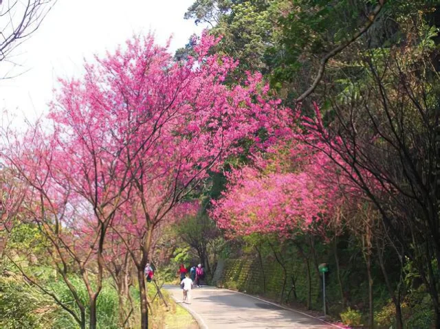 櫻木花道