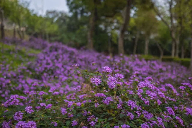 鶯歌永吉公園