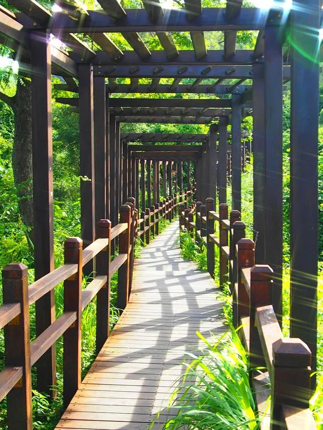 大坑10號登山步道