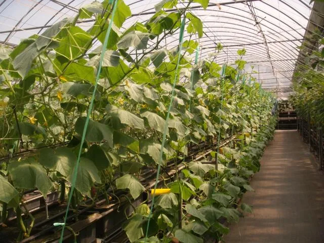 優恩蜜溫室蔬果觀光農園