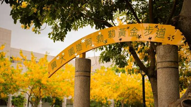 興大路阿勃勒黃金大道(興大綠園道)