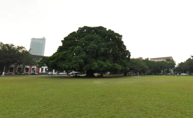 成大榕園