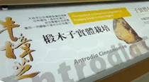 認識牛樟芝