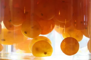 橘之鄉的透明金桔