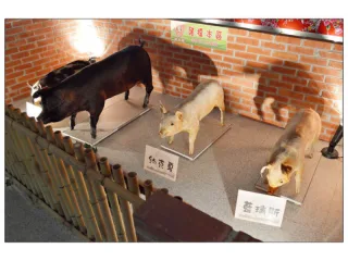 活力豬(標本)