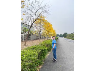 黃花風鈴木區