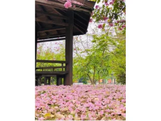 花旗木花卉區