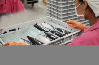 鯖魚切片處理過程__從鹽水取出檢查排查