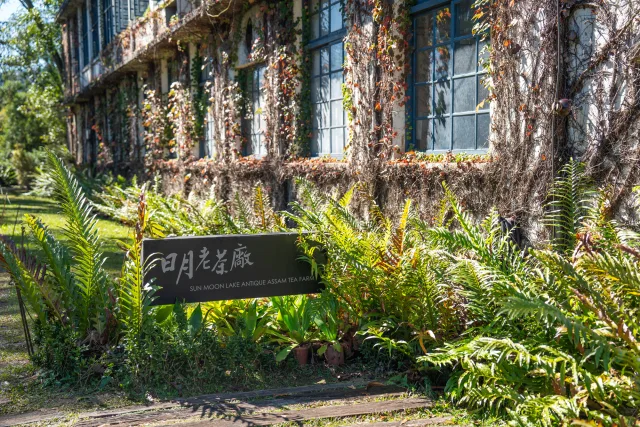 日月老茶廠