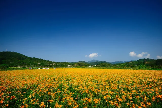 頭社金針花園區