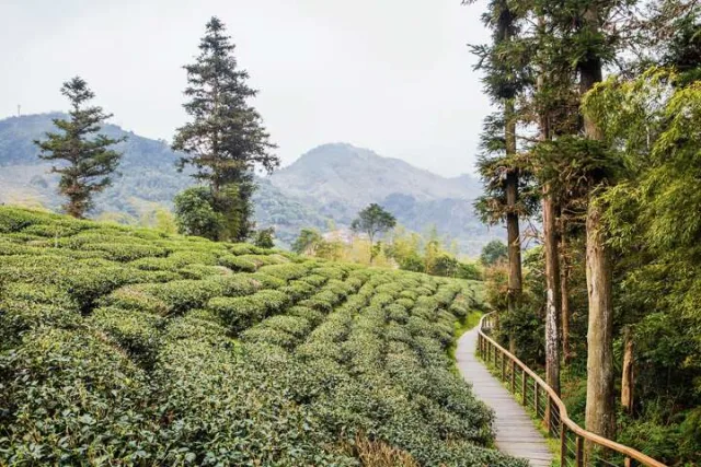 雲之南道