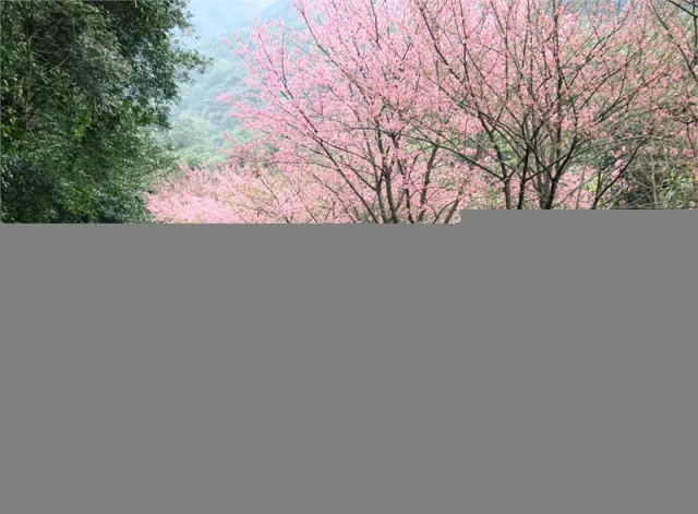 櫻木花道