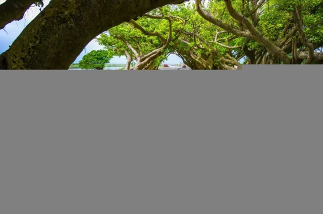 東港榕樹公園