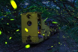 新平溪賞螢列車